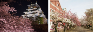 赴日旅游,正逢日本樱花季!购物、赏樱、大阪同时满足你